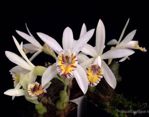 Pleione maculata