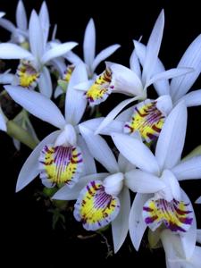 Pleione maculata