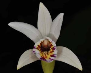 Pleione maculata