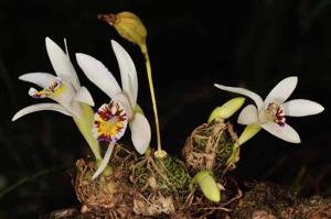 Pleione maculata