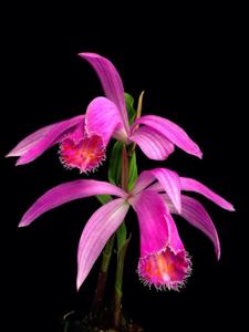 Pleione pleionoides