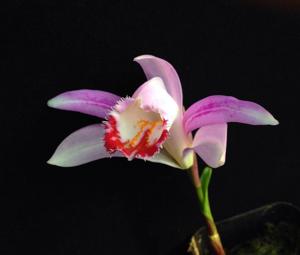 Pleione pleionoides