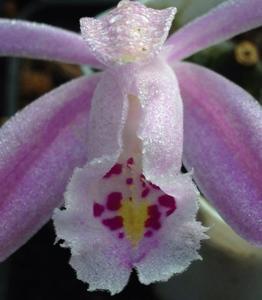 Pleione praecox