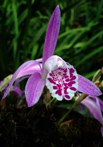 Pleione praecox