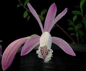 Pleione praecox