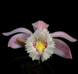 Pleione praecox