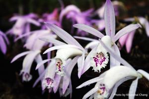 Pleione praecox