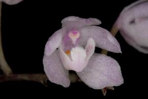 Sarcochilus ceciliae