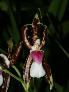 Oncidium schroederianum