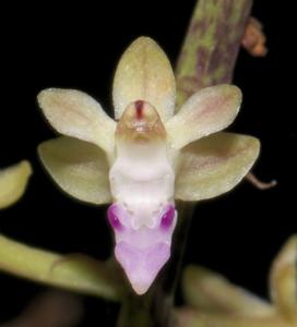 Cleisostoma arietinum