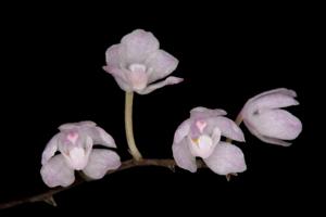 Sarcochilus ceciliae