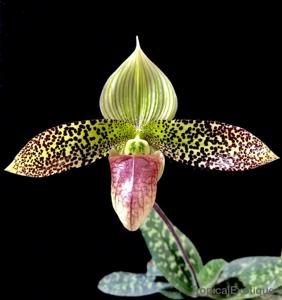 Paphiopedilum sukhakulii