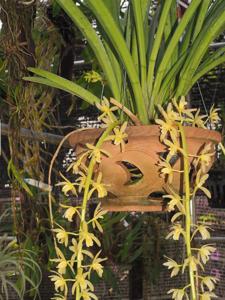 Cymbidium aloifolium