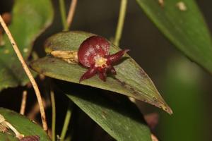 Pleurothallis cordata