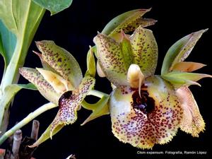 Catasetum expansum