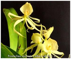 Prosthechea cochleata
