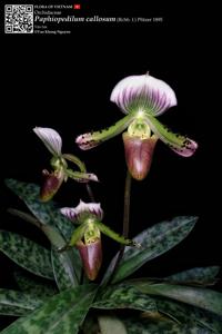 Paphiopedilum callosum