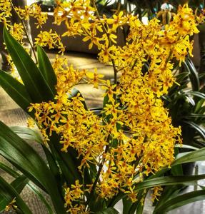 Oncidium chrysomorphum