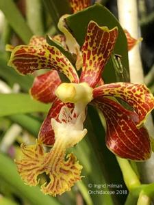 Vanda roeblingiana