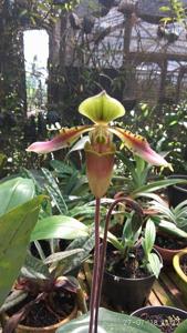 Paphiopedilum bullenianum var. celebesense