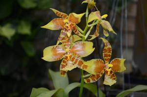 Rossioglossum grande