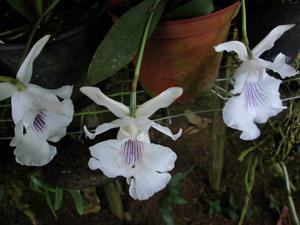 Warczewiczella amazonica