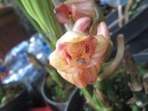 Acanthophippium javanicum