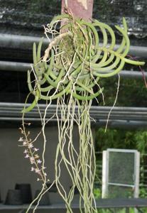 Cleisostoma arietinum