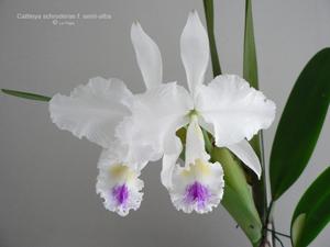 Cattleya schroederae