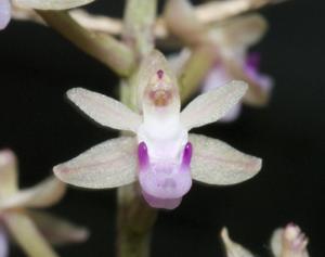 Cleisostoma arietinum