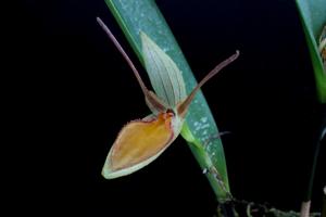 Pleurothallis nuda