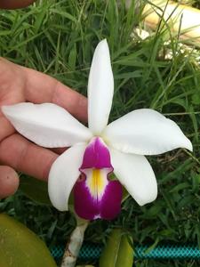 Cattleya violacea