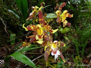 Oncidium hallii