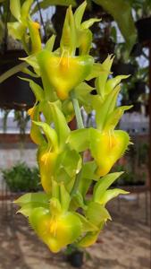 Catasetum spitzii