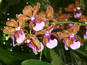 Trichocentrum lanceanum