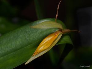 Pleurothallis nuda