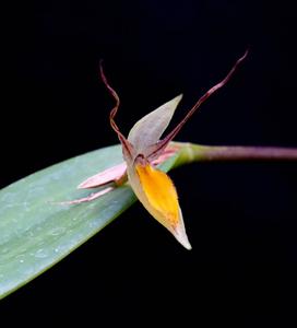 Pleurothallis nuda
