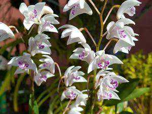 Dendrobium kingianum