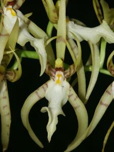 Brassia lanceana