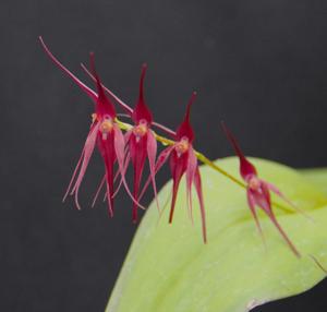 Pleurothallis phalangifera