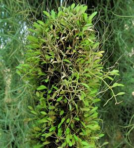 Barbosella miersii