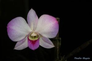 Dendrobium bigibbum var. schroederianum