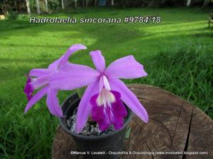 Cattleya sincorana