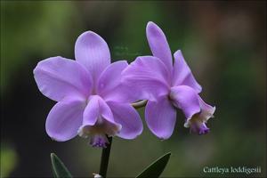 Cattleya loddigesii