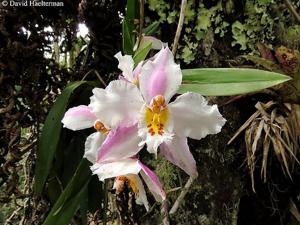 Oncidium alexandrae