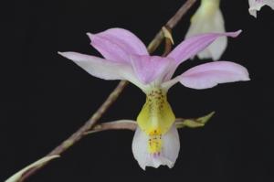 Barkeria dorotheae