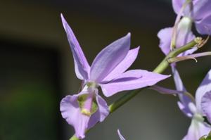 Barkeria melanocaulon