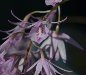 Barkeria palmeri