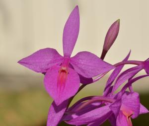 Barkeria skinneri