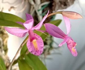 Barkeria skinneri